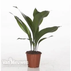 Aspidistra Elatior (House Plant) 7 Aspidistra Elatior (House Plant) -Plant Seed Store ASPI VKA2850 A