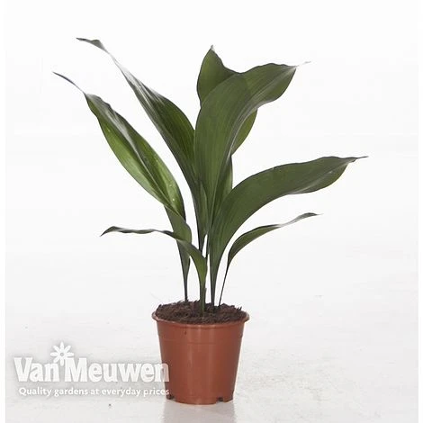 Aspidistra Elatior (House Plant) 3 Aspidistra Elatior (House Plant) - Image 3