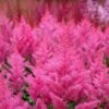 Astilbe Japonica 'Elisabeth Van Veen'