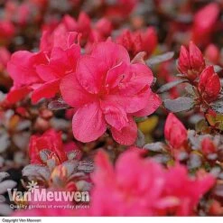 Azalea 'Dwarf Collection' -Plant Seed Store AZAL V53136 B