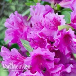 Azalea 'Dwarf Collection' -Plant Seed Store AZAL V53136 D