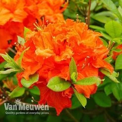 Azalea 'Dwarf Collection' -Plant Seed Store AZAL V53136 E