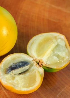 Abiu (Pouteria Caimito) -Plant Seed Store Abiu Tree for Sale SowExotic.com 2