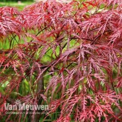 Acer Palmatum Var. Dissectum 'Rubrum' -Plant Seed Store Acer dissectum rubrum
