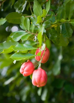 Ackee (Blighia Sapida) 5 Ackee (Blighia Sapida) -Plant Seed Store Ackeetreeforsalesowexotic 2