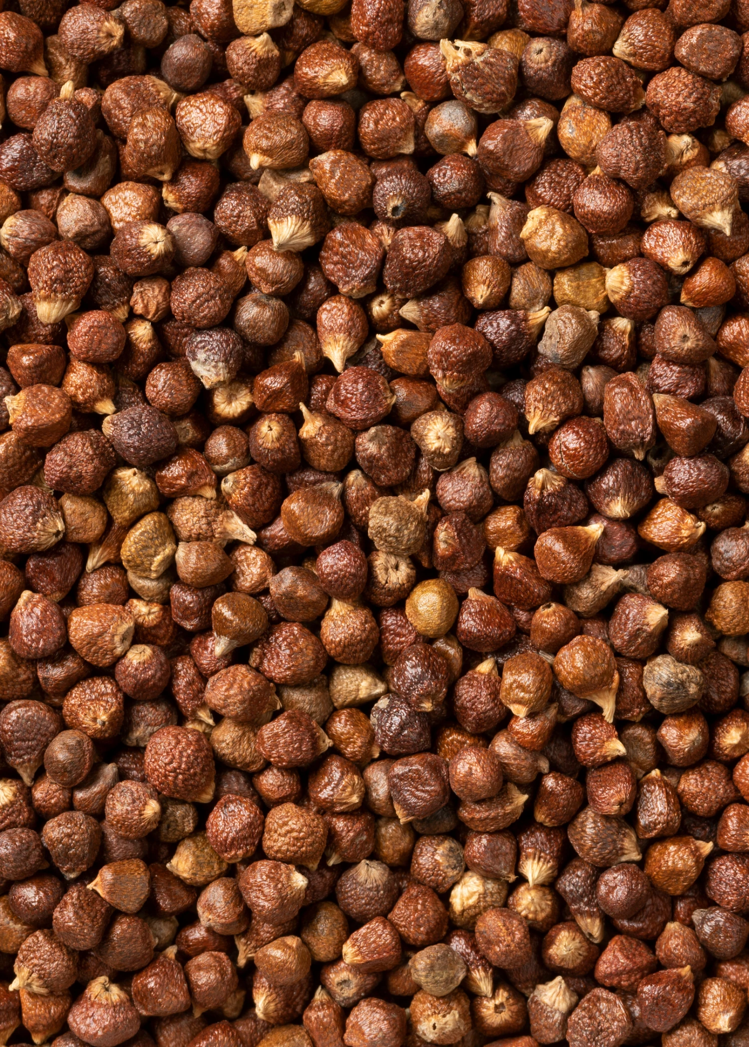 Grains Of Paradise (Aframomum Melegueta) 1 Grains Of Paradise (Aframomum Melegueta)