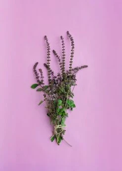 African Blue Basil (Ocimum Kilimandscharicum × Basilicum 'Dark Opal') -Plant Seed Store African Blue Basil Plant for Sale SowExotic