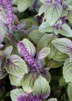 African Blue Basil (Ocimum Kilimandscharicum × Basilicum 'Dark Opal') -Plant Seed Store African Blue basil plant for sale SowExotic