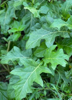 African Eggplant (Solanum Aethiopicum) -Plant Seed Store African Eggplant plant for Sale SowExotic