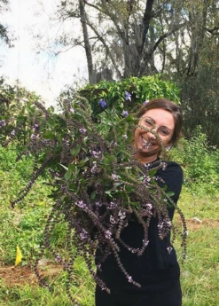 African Blue Basil (Ocimum Kilimandscharicum × Basilicum 'Dark Opal') -Plant Seed Store African blue basil plant for sale SowExotic.com