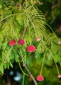 African Locust Bean Tree (Parkia Biglobosa) -Plant Seed Store AfricanLocustBeanPlantsforSale SowExotic.com