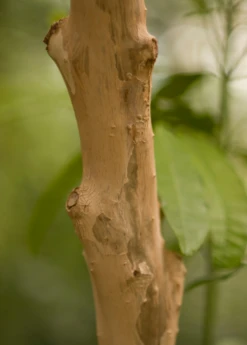 Allspice (Pimenta Dioica) -Plant Seed Store Allspice Pimentadioica plant for sale SowEXotic.com