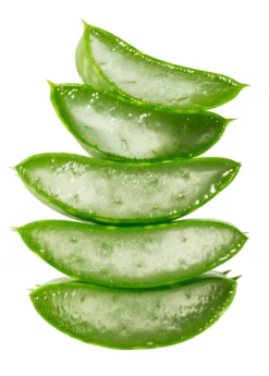 Aloe (Aloe Vera) -Plant Seed Store Aloe Plants for Sale SowExotic