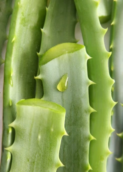 Aloe (Aloe Vera) -Plant Seed Store Aloe Vera Plants for Sale SowExotic