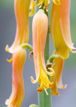 Aloe (Aloe Vera) -Plant Seed Store Aloe plants for sale SowExotic a42e42f6 d677 4607 b12b 2e5c9e82ba8a