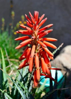 Aloe (Aloe Vera) -Plant Seed Store Aloe vera Plant for Sale SowExotic