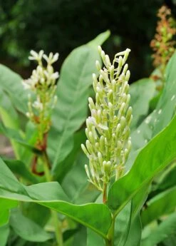 Greater Galangal (Alpinia Galanga) 7 Greater Galangal (Alpinia Galanga) -Plant Seed Store Alpinia galanga is a herbaceous plant that lasts many years.jpg The trunk down the head underground