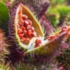 Annatto Achiote (Bixa Orellana)