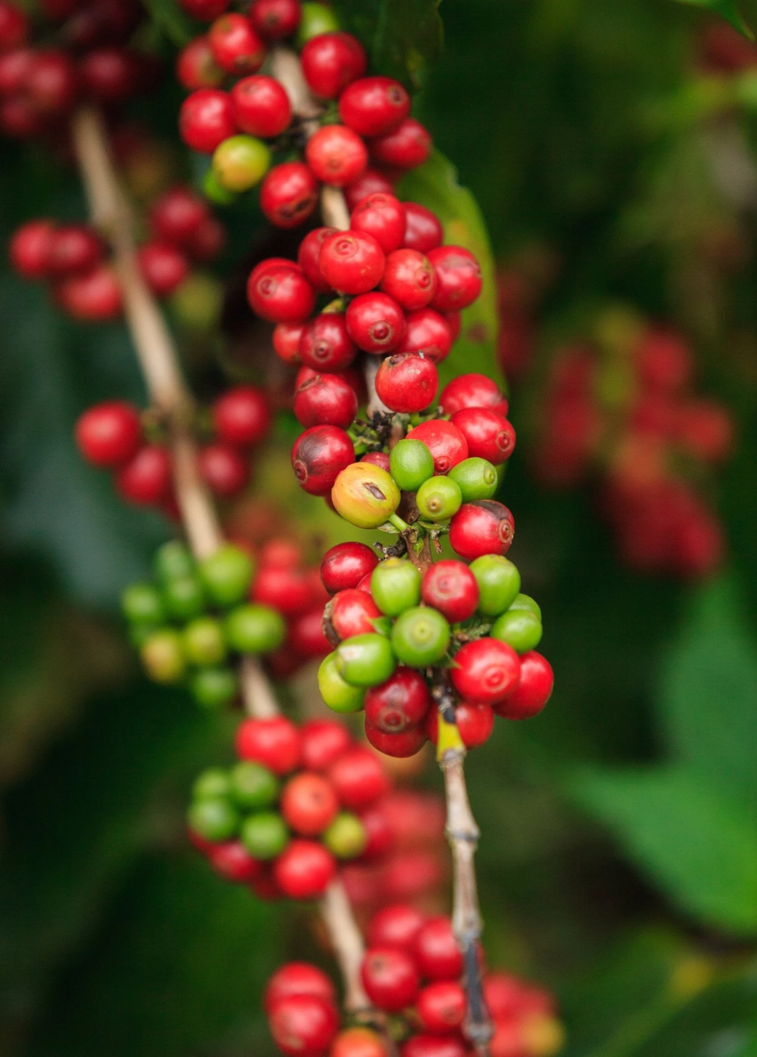 Coffee (Coffea Arabica) - Image 2