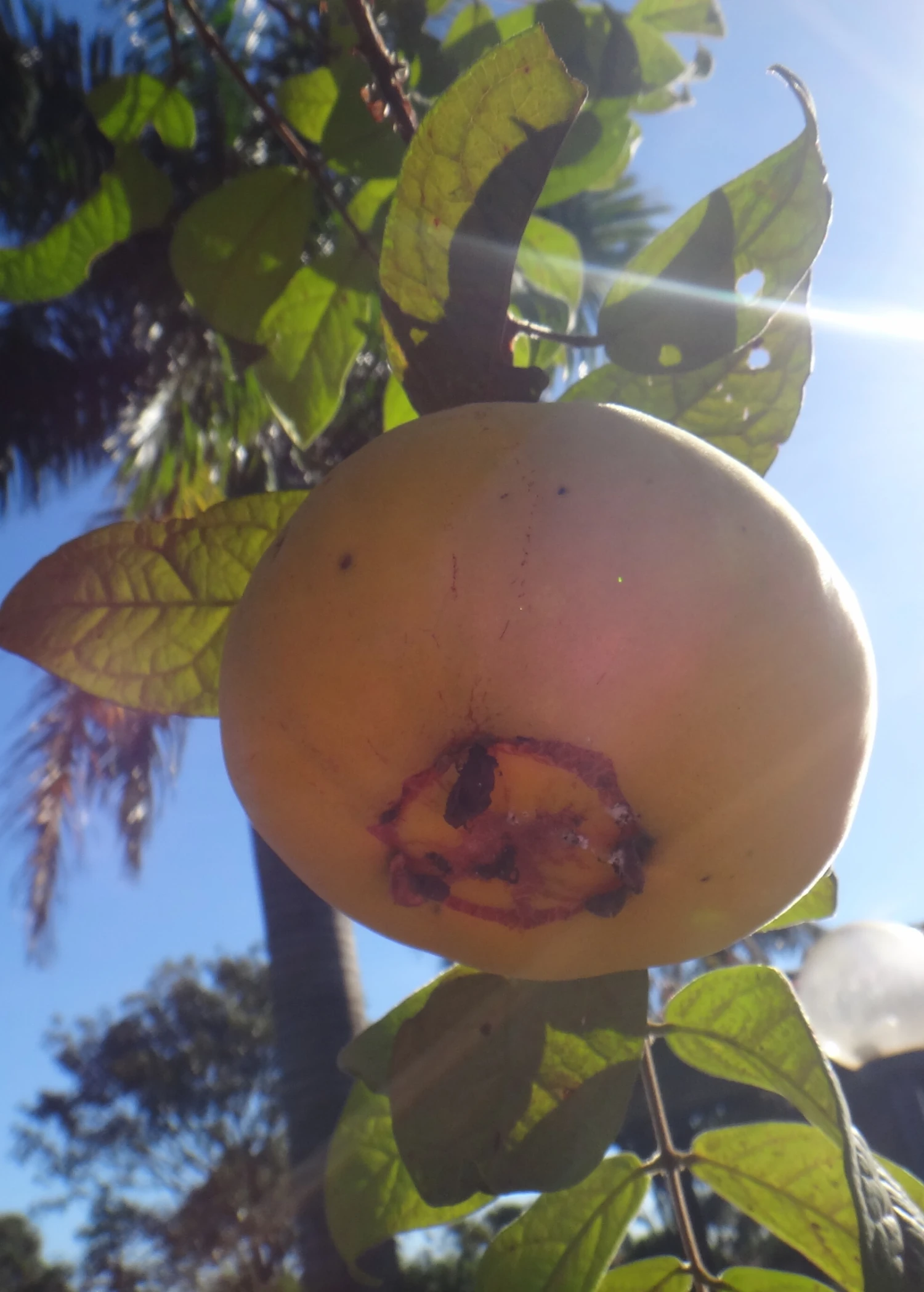 Araza (Eugenia Stipitata) 2 Araza (Eugenia Stipitata) - Image 2
