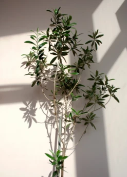 Olive 'Arbequina' (Olea Europea) 11 Olive 'Arbequina' (Olea Europea) -Plant Seed Store ArbequinaOliveTreesforsale SowExotic.com 3