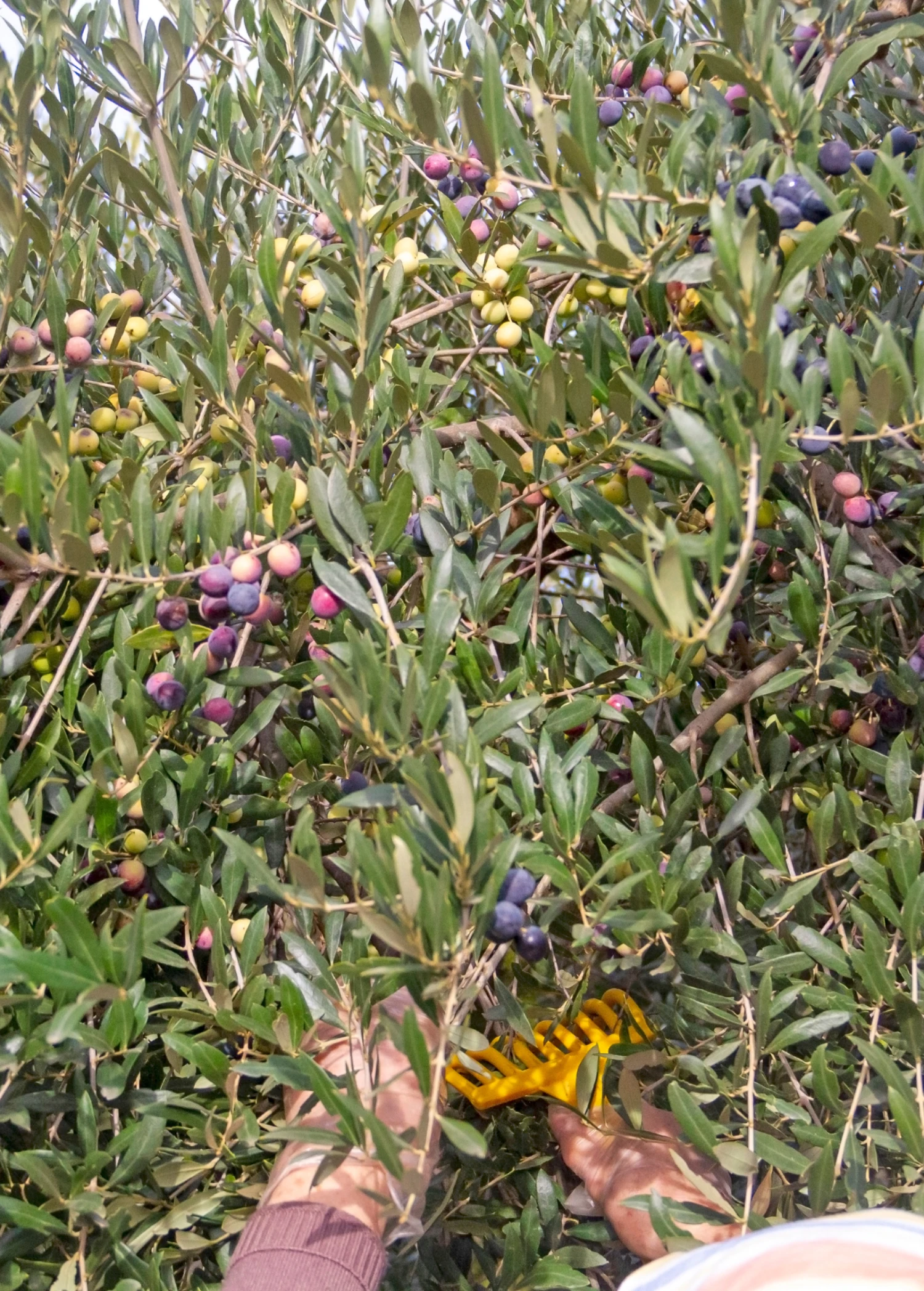 Olive 'Arbequina' (Olea Europea) 3 Olive 'Arbequina' (Olea Europea) - Image 3