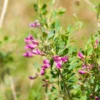 Astragalus (Astragalus Membranaceus)