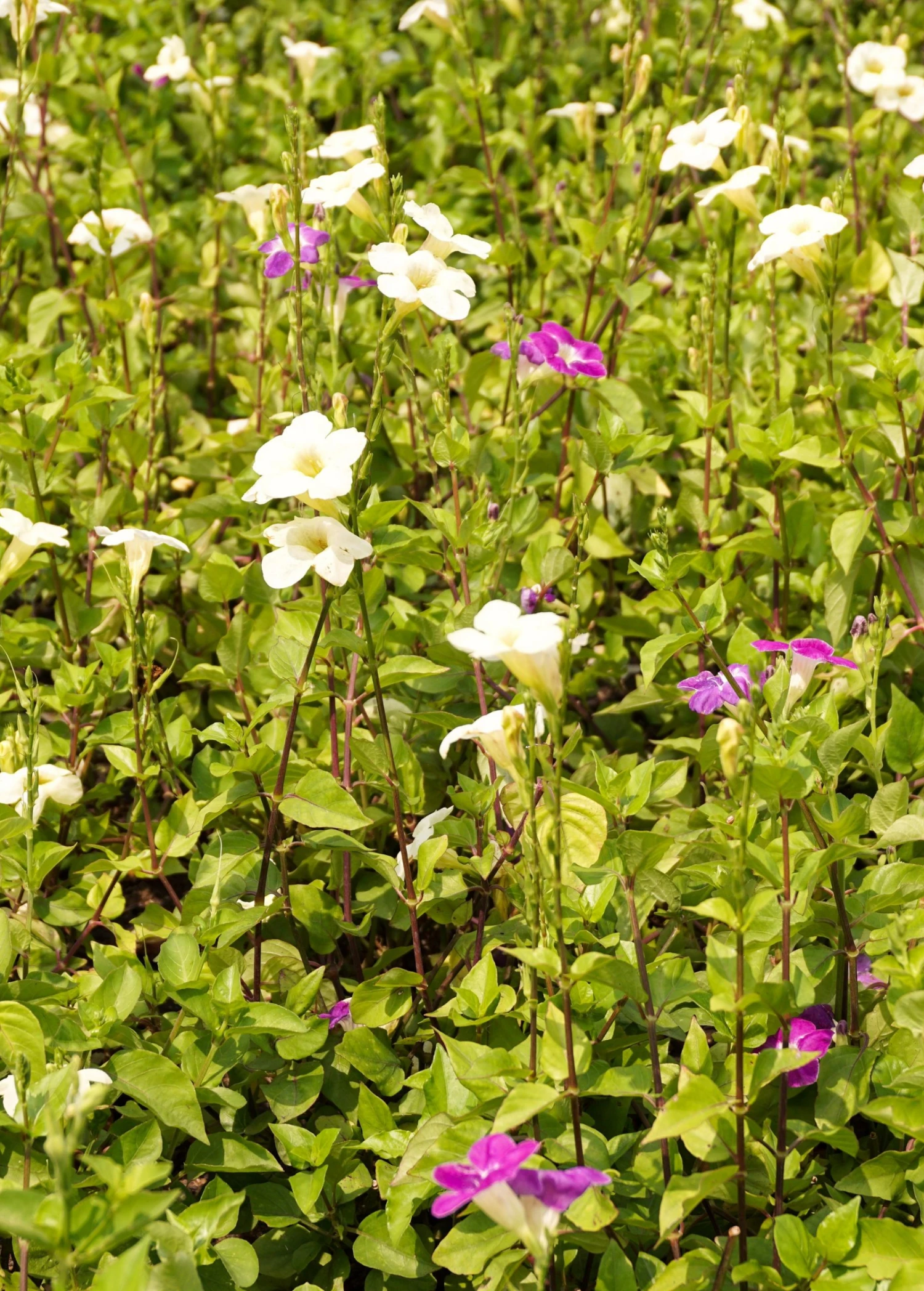 Asystasia, Chinese Creeping Foxglove (Asystasia Gangetica) 3 Asystasia, Chinese Creeping Foxglove (Asystasia Gangetica) - Image 3
