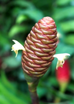 Awapuhi Shampoo Ginger (Zingiber Zerumbet) -Plant Seed Store Awapuhiavocado