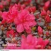 Azalea 'Dwarf Red'