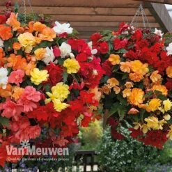 Begonia 'Illumination Mixed' -Plant Seed Store BEGO P86758 B