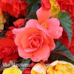 Begonia 'Illumination Mixed' -Plant Seed Store BEGO P86758 D