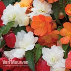 Begonia 'Illumination Mixed' -Plant Seed Store BEGO P86758 E