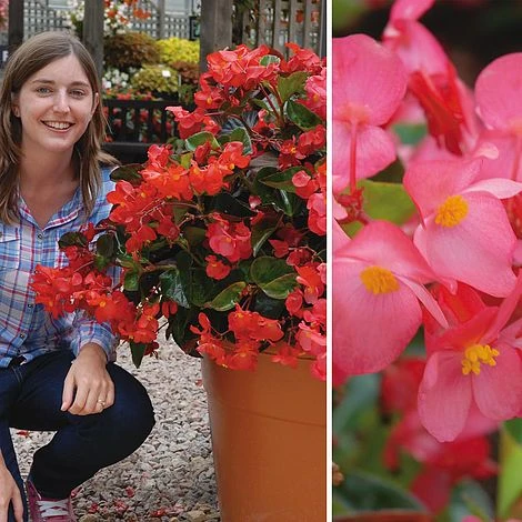 Begonia 'Whopper Mix' 2 Begonia 'Whopper Mix' - Image 2