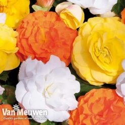 Begonia 'Nonstop Citrus Mix' 11 Begonia 'Nonstop Citrus Mix' -Plant Seed Store BEGO V48976 C