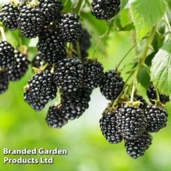 Blackberry 'Black Cascade' -Plant Seed Store BLAC BLACKCASC L38071