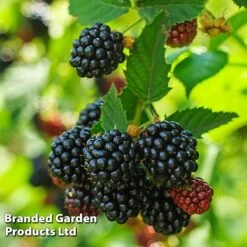 Blackberry 'Black Cascade' -Plant Seed Store BLAC BLACKCASC L38072