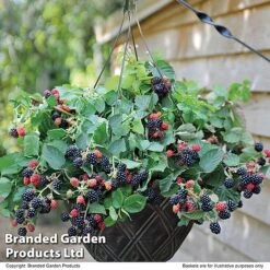 Blackberry 'Black Cascade' -Plant Seed Store BLAC BLACKCASC T11897