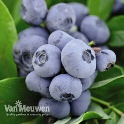 Blueberry 'Full Season Collection' -Plant Seed Store BLUE V45268P C