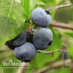 Blueberry 'Full Season Collection' -Plant Seed Store BLUE V45268P D