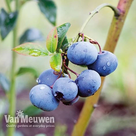 Blueberry 'Bluecrop' 1 Blueberry 'Bluecrop'