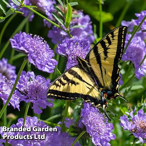 Scabious 'Blue Note' 1 Scabious 'Blue Note'