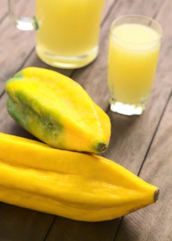Babaco, Mountain Papaya (Carica Pentagona)
