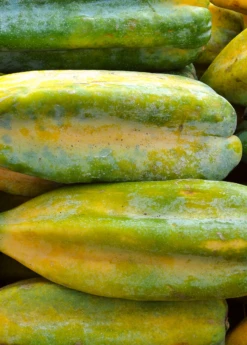 Babaco, Mountain Papaya (Carica Pentagona) -Plant Seed Store Babaco Vasconcelleaxheilbornii SowExotic 1