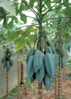 Babaco, Mountain Papaya (Carica Pentagona) -Plant Seed Store Babaco Vasconcelleaxheilbornii SowExotic 3