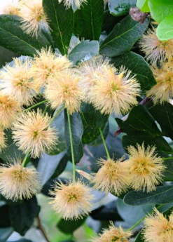 Black Bead (Pithecellobium Keyense) -Plant Seed Store BlackBeadPithecellobiumkeyenseNativeFruitTreesforSale SowExotic.com