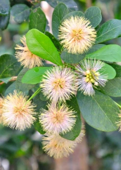 Black Bead (Pithecellobium Keyense) -Plant Seed Store BlackBeadPithecellobiumkeyenseNativeFruitTreesforSale SowExotic.com 1