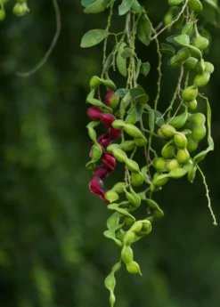 Black Bead (Pithecellobium Keyense) -Plant Seed Store BlackBeadPithecellobiumkeyenseNativeFruitTreesforSale SowExotic.com 2
