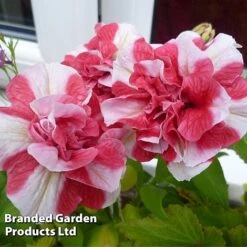 Petunia 'Cherry Ripple' (Tumbelina Series) -Plant Seed Store BrandedGP Copyright Image cherry3