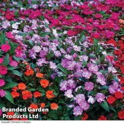 Nurseryman’s Choice Summer Favourites -Plant Seed Store BrandedGP Copyright Image impa